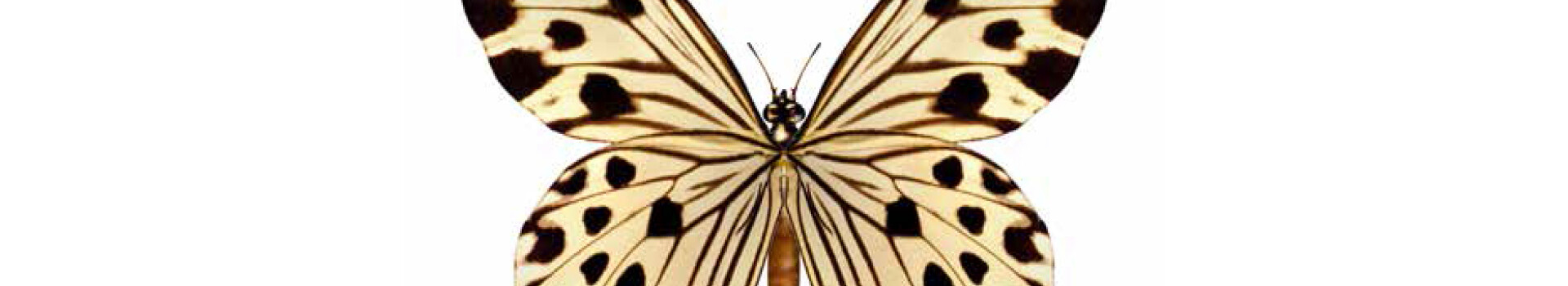 Headerbild des firmeninternen Leadership Development Programs «TRANSFORM! Leadership Program» der Management School St.Gallen.