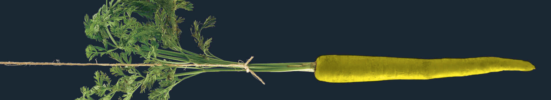 Headerbild des firmeninternen Seminars «St.Galler Vertriebs- und Verkaufsmanagement» der Management School St.Gallen.