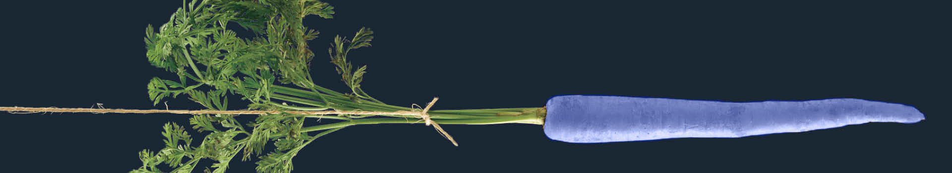 Headerbild des firmeninternen Seminars «St.Galler Key Account Management» der Management School St.Gallen.